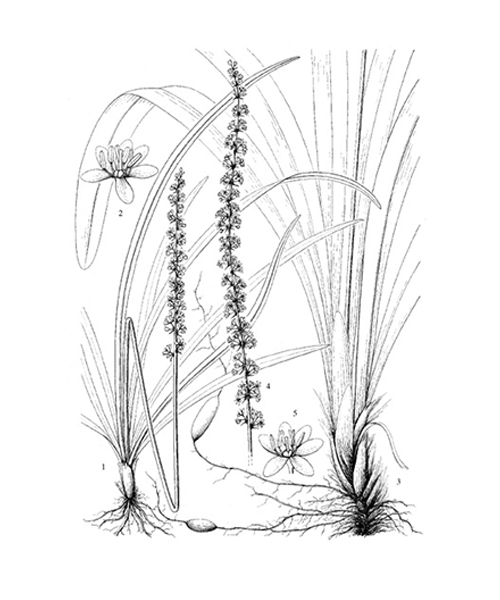 Natural compounds from  Liriope muscari
